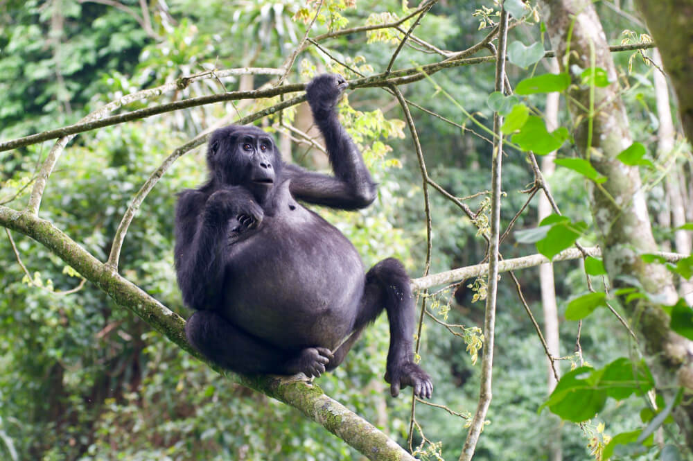 3 Days Bwindi Gorilla Trekking