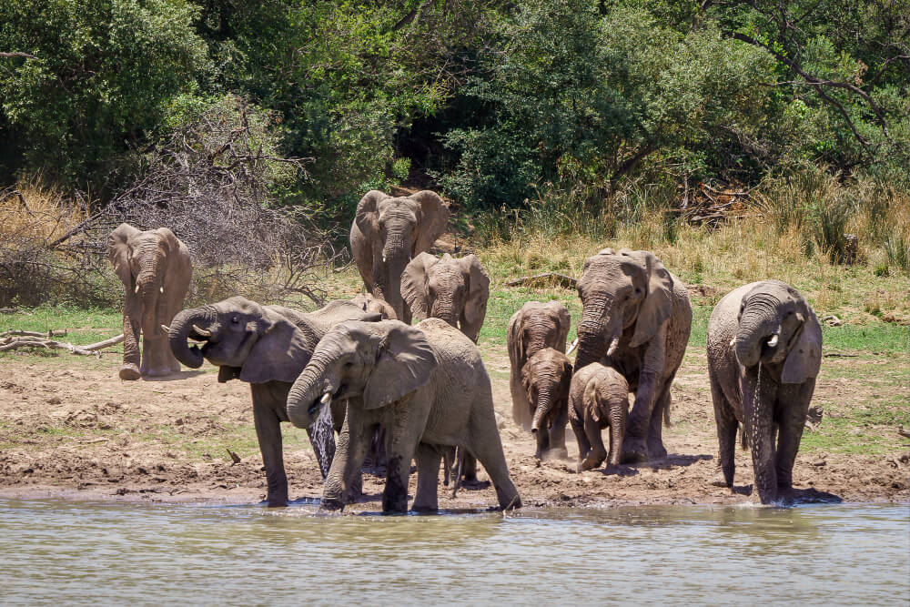 4 Days Serengeti & Masai Mara Migration Safari