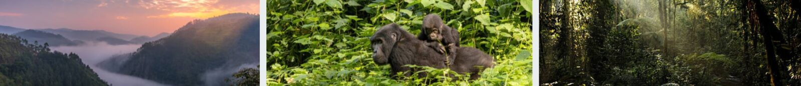 4 Days Gorilla Trek Uganda