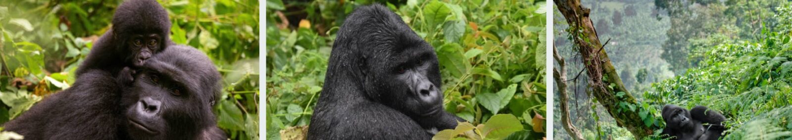Gorilla trekking and habituation experience in Uganda's Bwindi Impenetrable National Park.