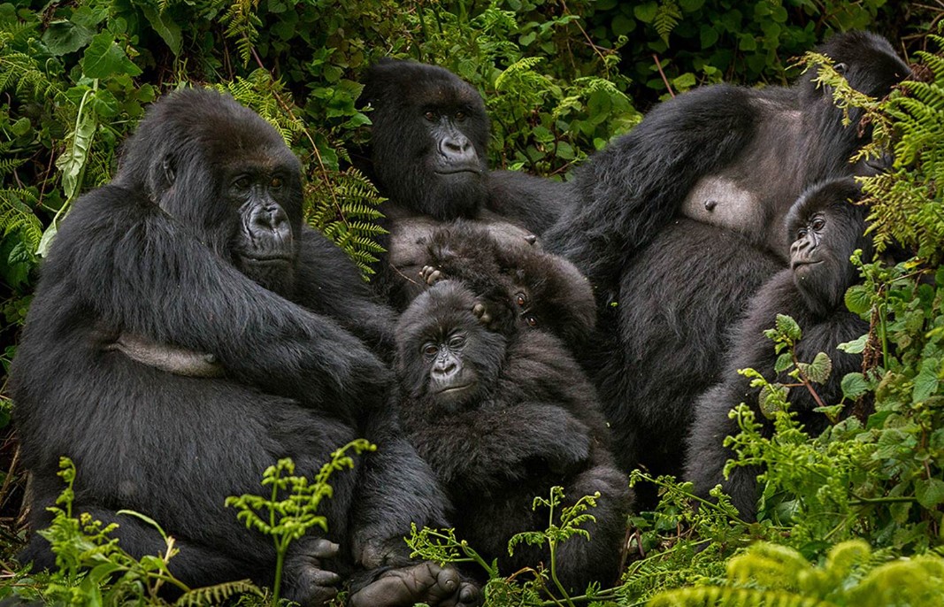 4 Days Rwanda Gorilla Tour and Golden Monkeys