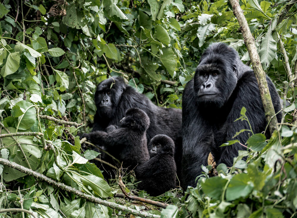12-Day Gorilla Trekking Safari