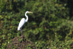 Mahale Mountains National Park