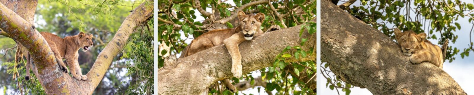 Safari vehicle on a game drive in Ishasha, Queen Elizabeth National Park, with tree-climbing lions visible in the background