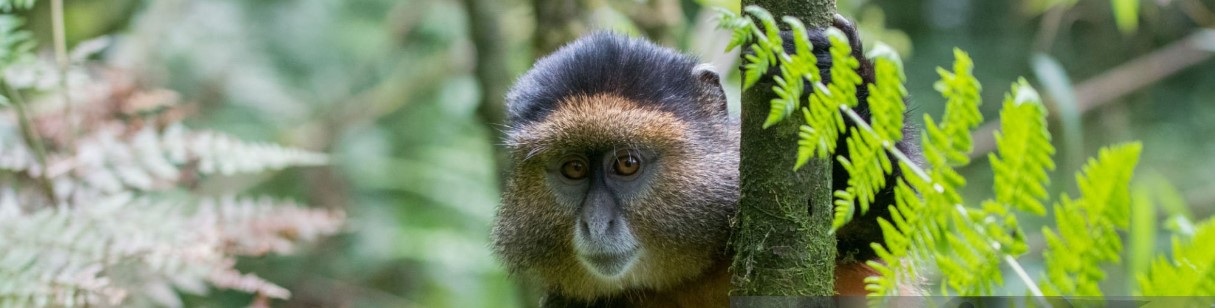 Tourists tracking golden monkeys in Volcanoes National Park, Rwanda, surrounded by lush vegetation and dense forest