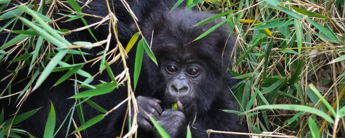 Tourists on a gorilla safari in Bwindi Forest, Uganda, observing mountain gorillas in their natural habitat amidst dense greenery