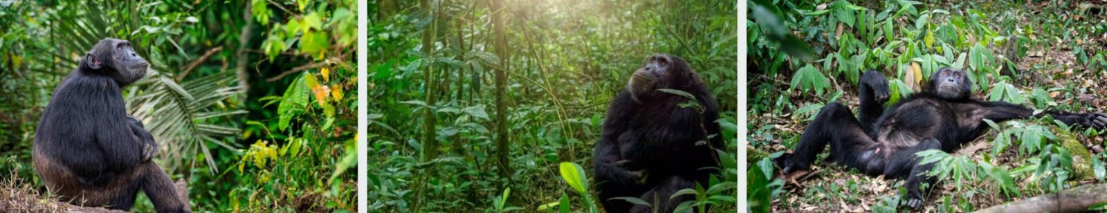 Tourists tracking chimpanzees in Kibale National Park, surrounded by lush rainforest and primates in their natural habitat