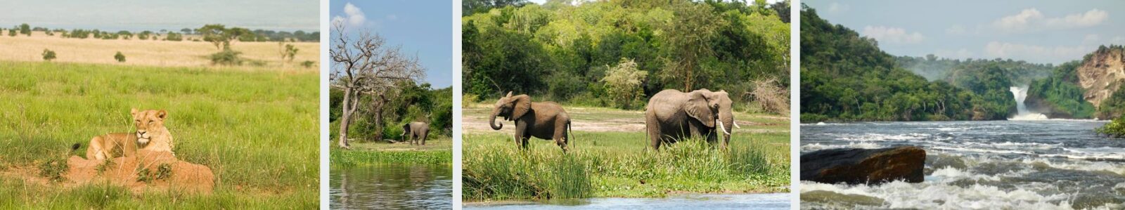 Scenic view of Murchison Falls in Uganda, where the Nile River cascades through a narrow gorge, creating a dramatic waterfall