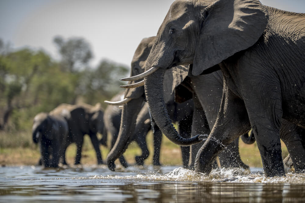 Elephants of Amboseli National Park