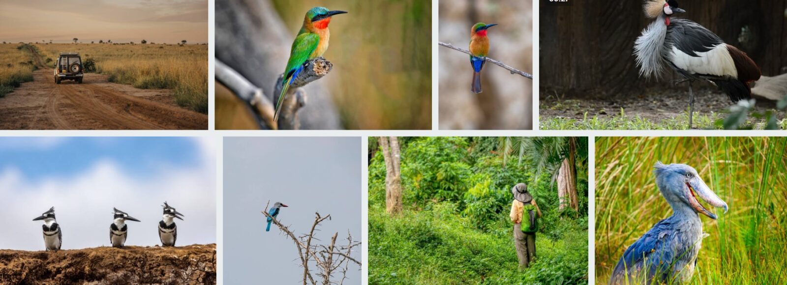 Birdwatchers observing diverse bird species in Uganda's forests, wetlands, and savannas during a 30-day birdwatching safari adventure.