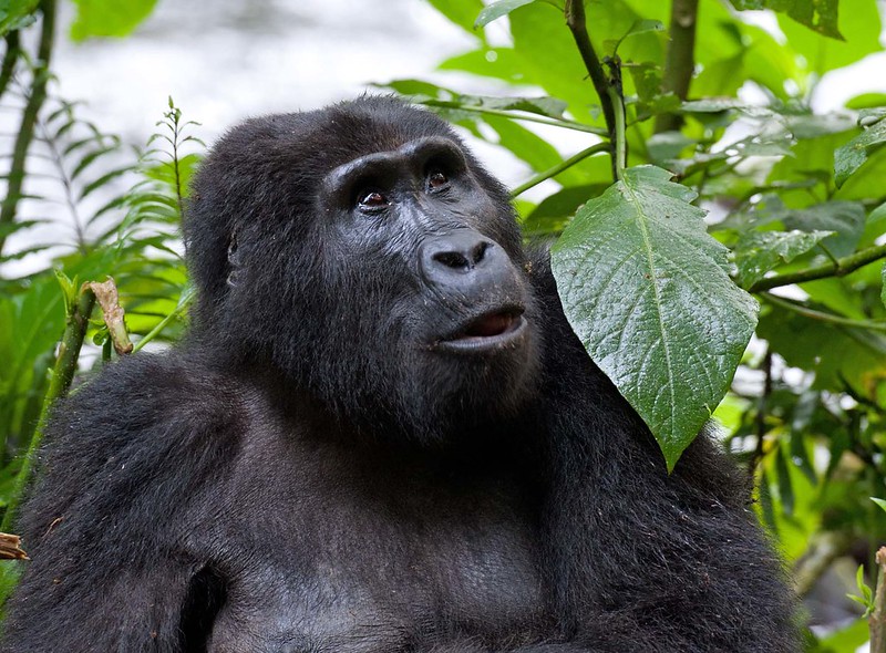 Uganda gorilla trekking and Kenya Great Migration safari with wildlife and landscape