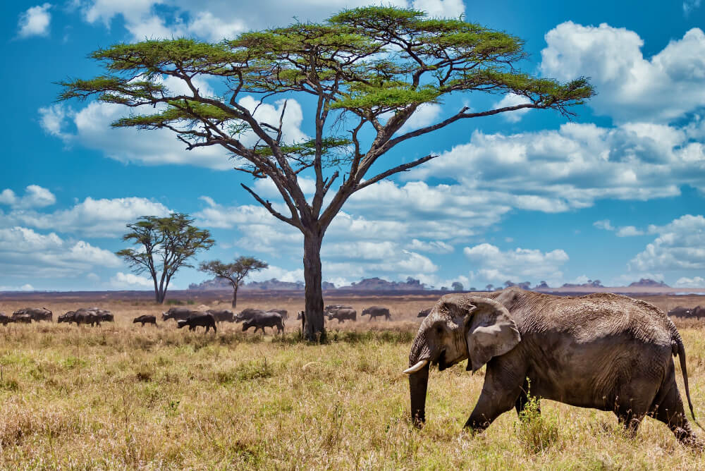 5 Days Serengeti Migration Safaris