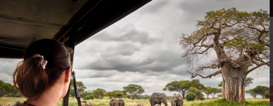 How to Plan a 7-Day Tanzania Trip? Tanzania is a dream destination for adventurers, wildlife enthusiasts, and culture seekers.