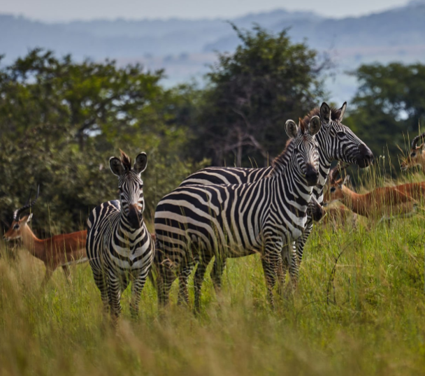 Akagera National Park, a hidden gem in Rwanda