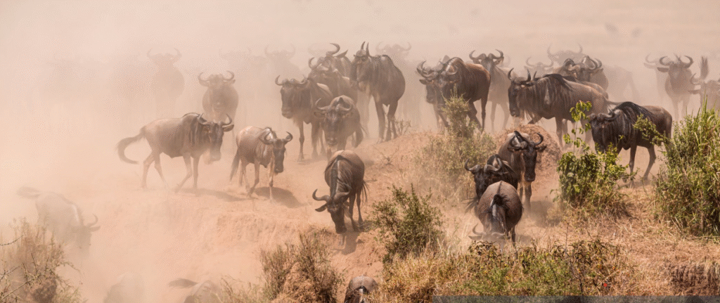 Best time for Serengeti safaris? See wildlife, migration & ideal seasons in this essential guide