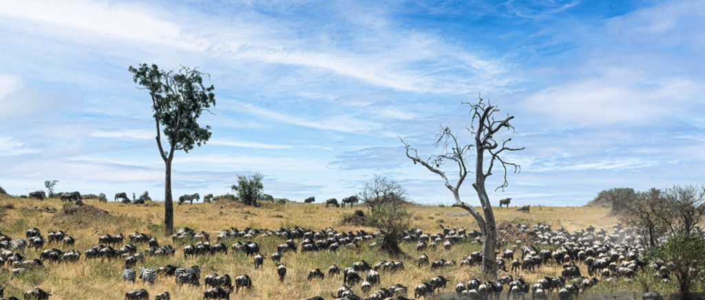 Discover why Tanzania is Africa’s top safari destination with epic wildlife, stunning landscapes, and unforgettable adventures
