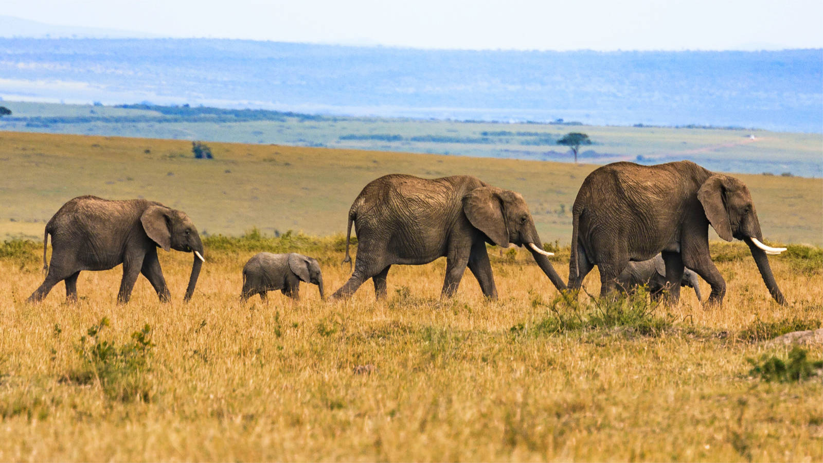 Overland Tanzania safari vehicle on scenic dirt road through wildlife reserve.