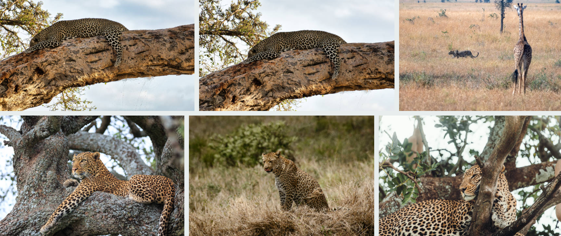 Leopard resting in Serengeti tree at dawn – scan trees for best sightings. best park for leopard sightings