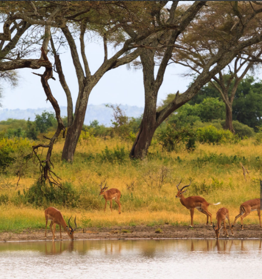 Why Visit Selous Game Reserve?