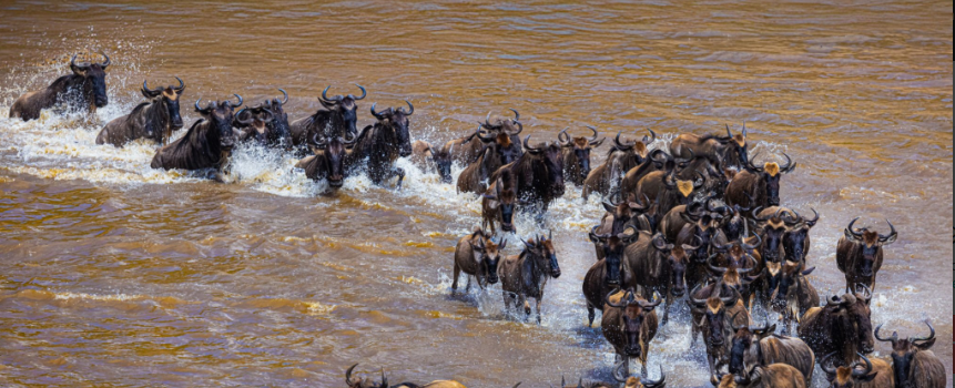 you've ever wondered where to See Wildebeest Migration
