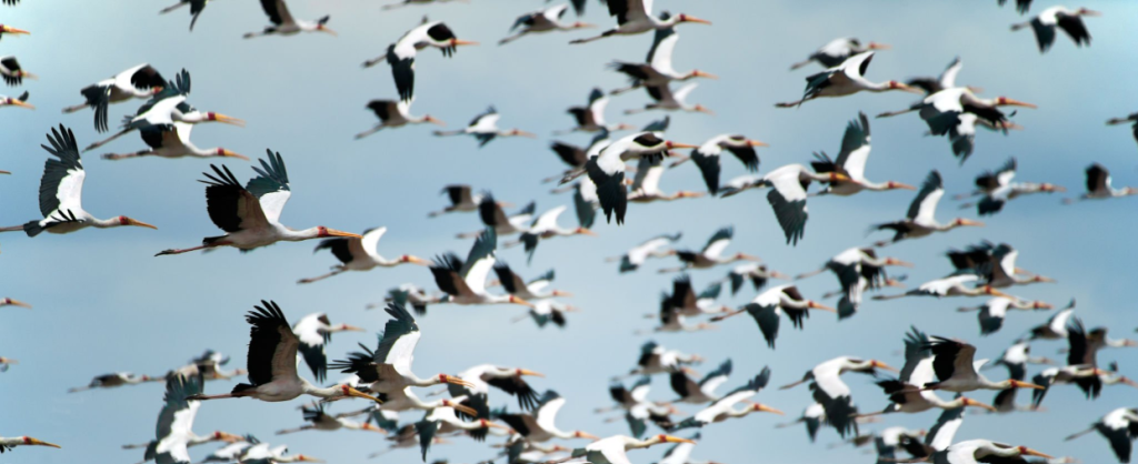 Bird migration in Tanzania November to April: Flamingos, eagles & more in flight.