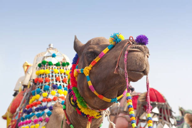 African cultural safari festivals featuring Maasai warriors and vibrant tribal celebrations
