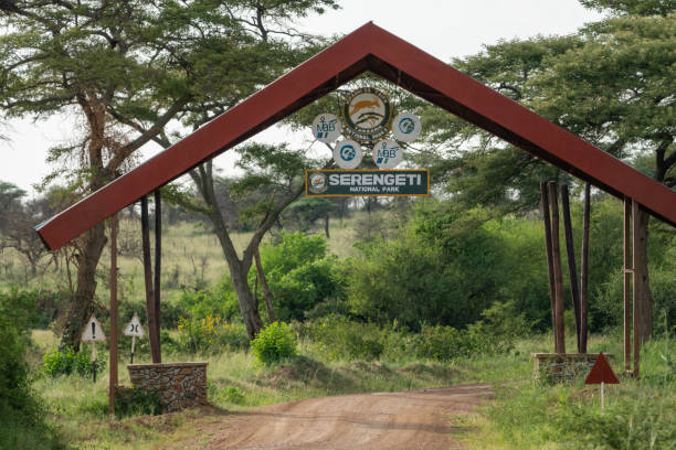Wildebeest migration during Tanzania park seasonal closures in Serengeti
