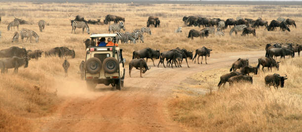 Tanzania safari cancellation policy terms and conditions overview