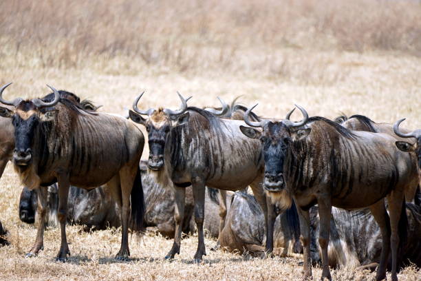 Wildebeest calving season in Serengeti with newborns and predators on plains