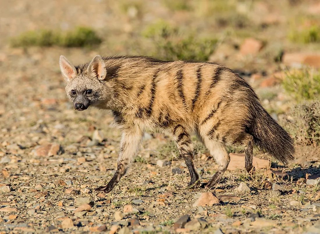 Aardwolve