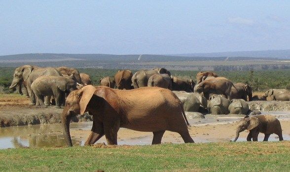 Addo Elephant Park, South Africa