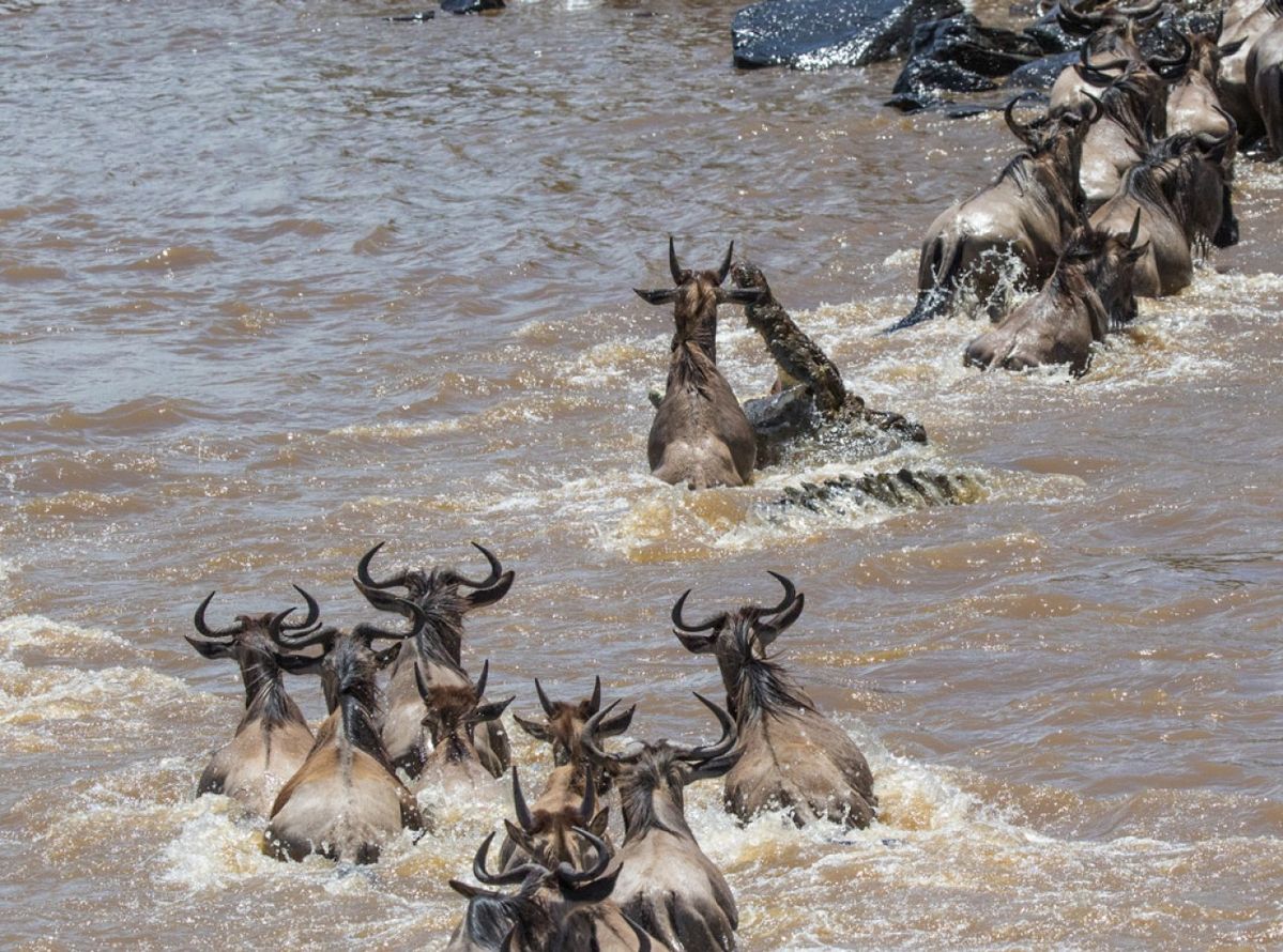 Best time for Mara River crossings? August & September peak months. Expert tips on timing, camps & avoiding crowds in this ultimate guide.