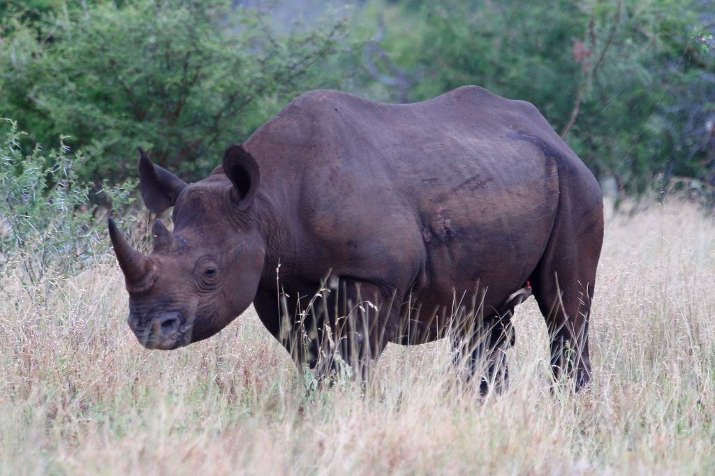 See Black Rhinos in Ngorongoro