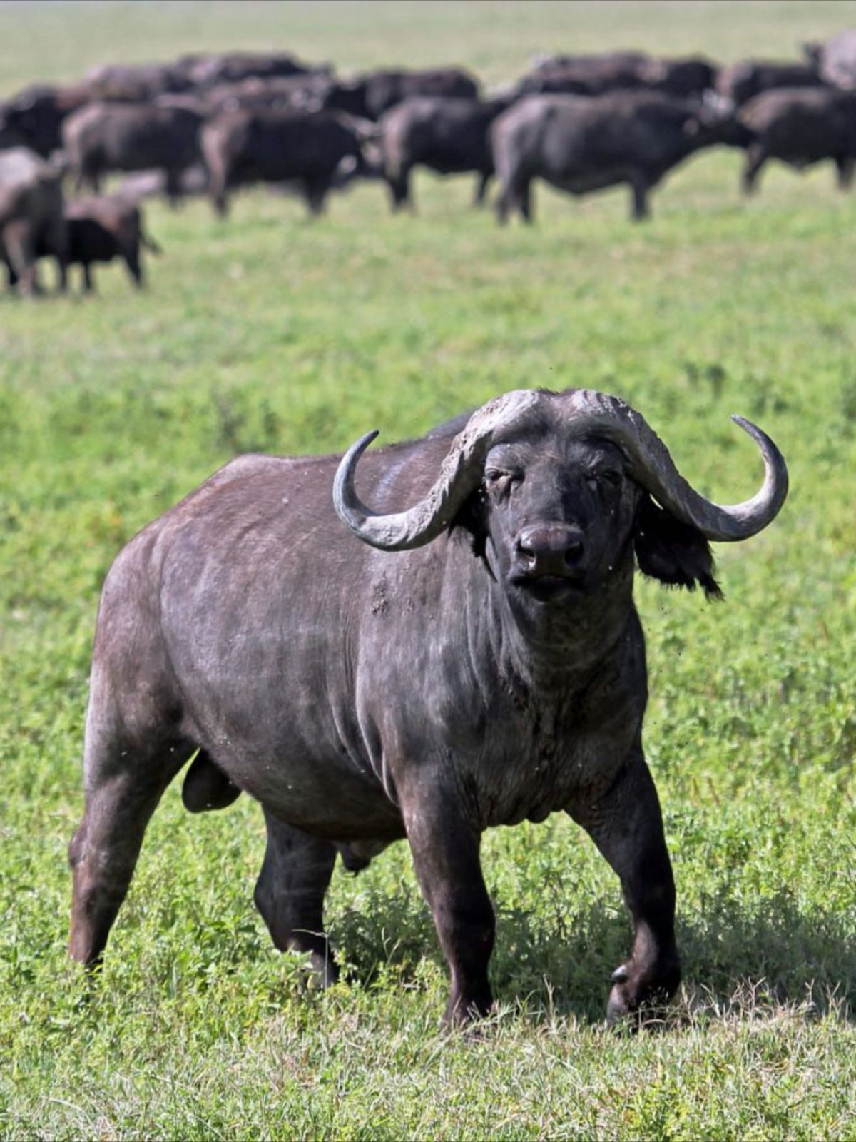 Katavi’s buffalo herds