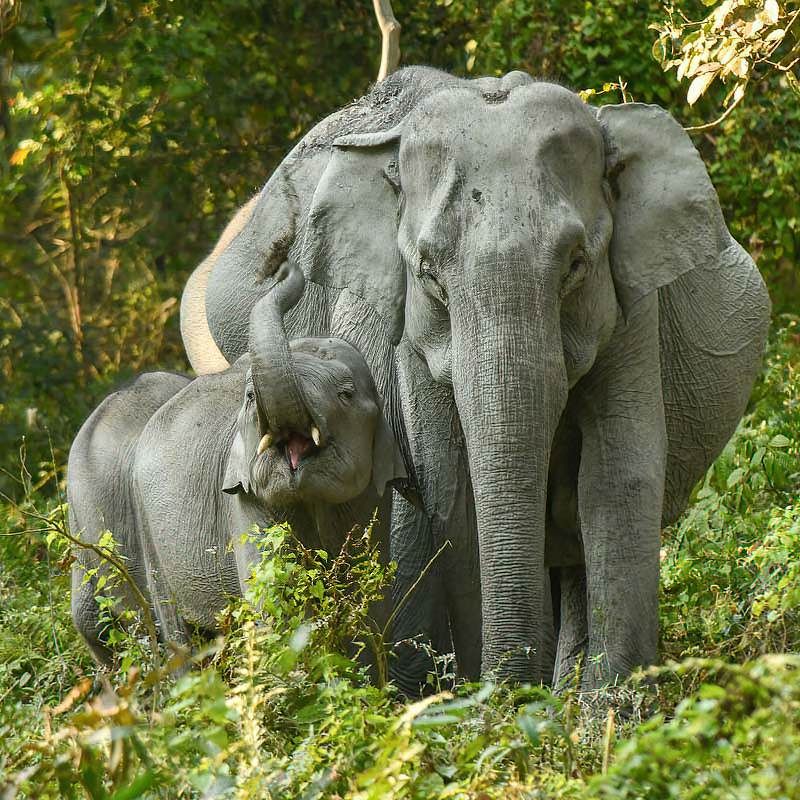 Kaziranga National Park, India