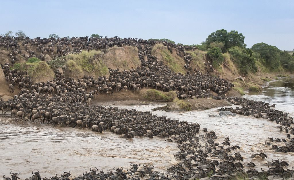 What’s the best month for Mara River crossings