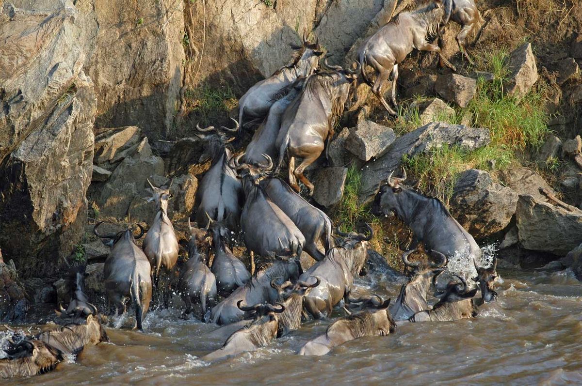 the Mara River crossings will leave you breathless.