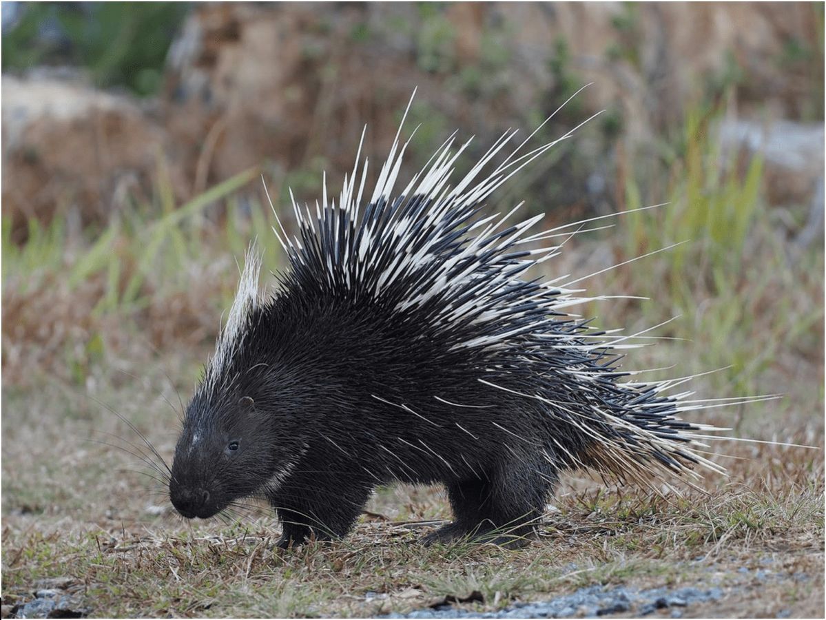 Porcupines