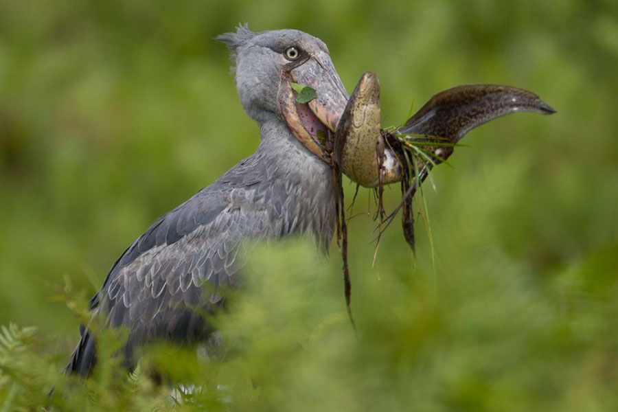 Can I see shoebills in Uganda