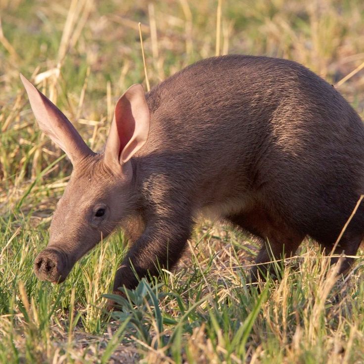 aardvarks in Kenya