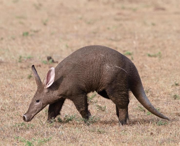 aardvarks in Kenya