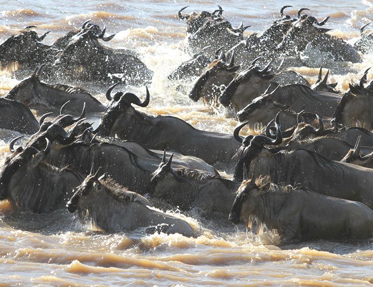Avoid Crowds During the Great Migration: The Ultimate Guide