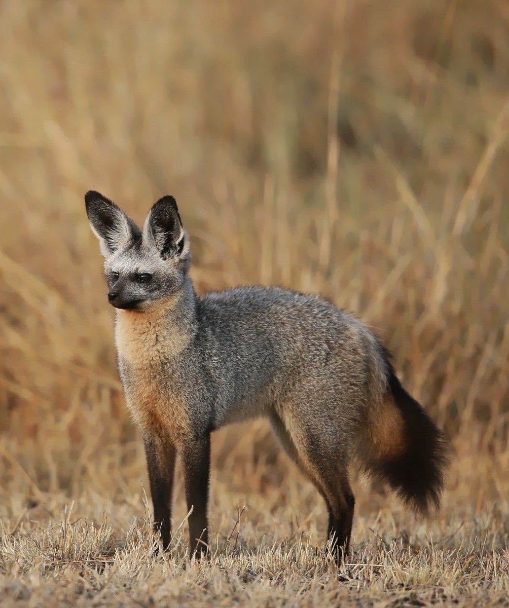 bat-eared foxes