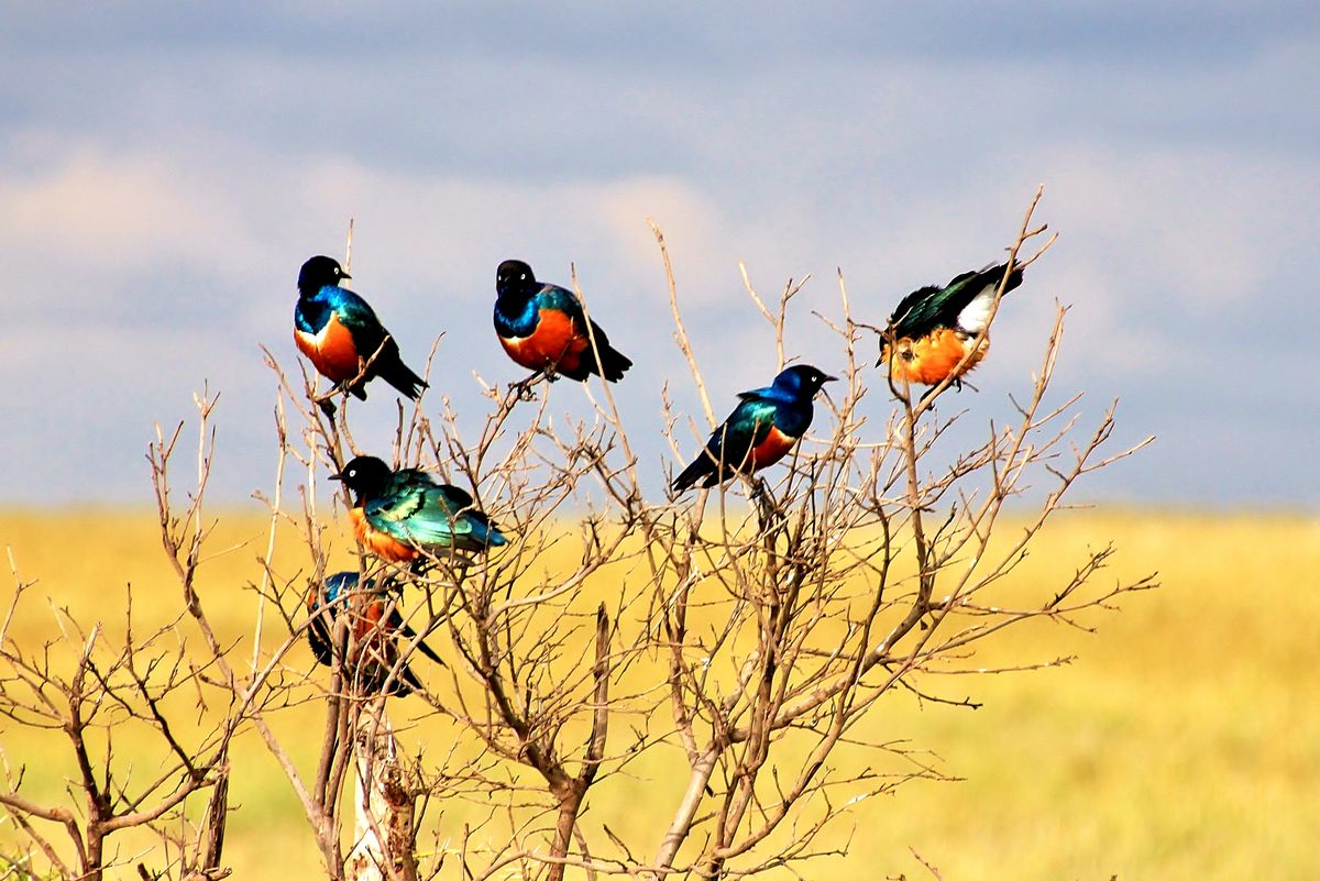 the best time for birding in Kenya
