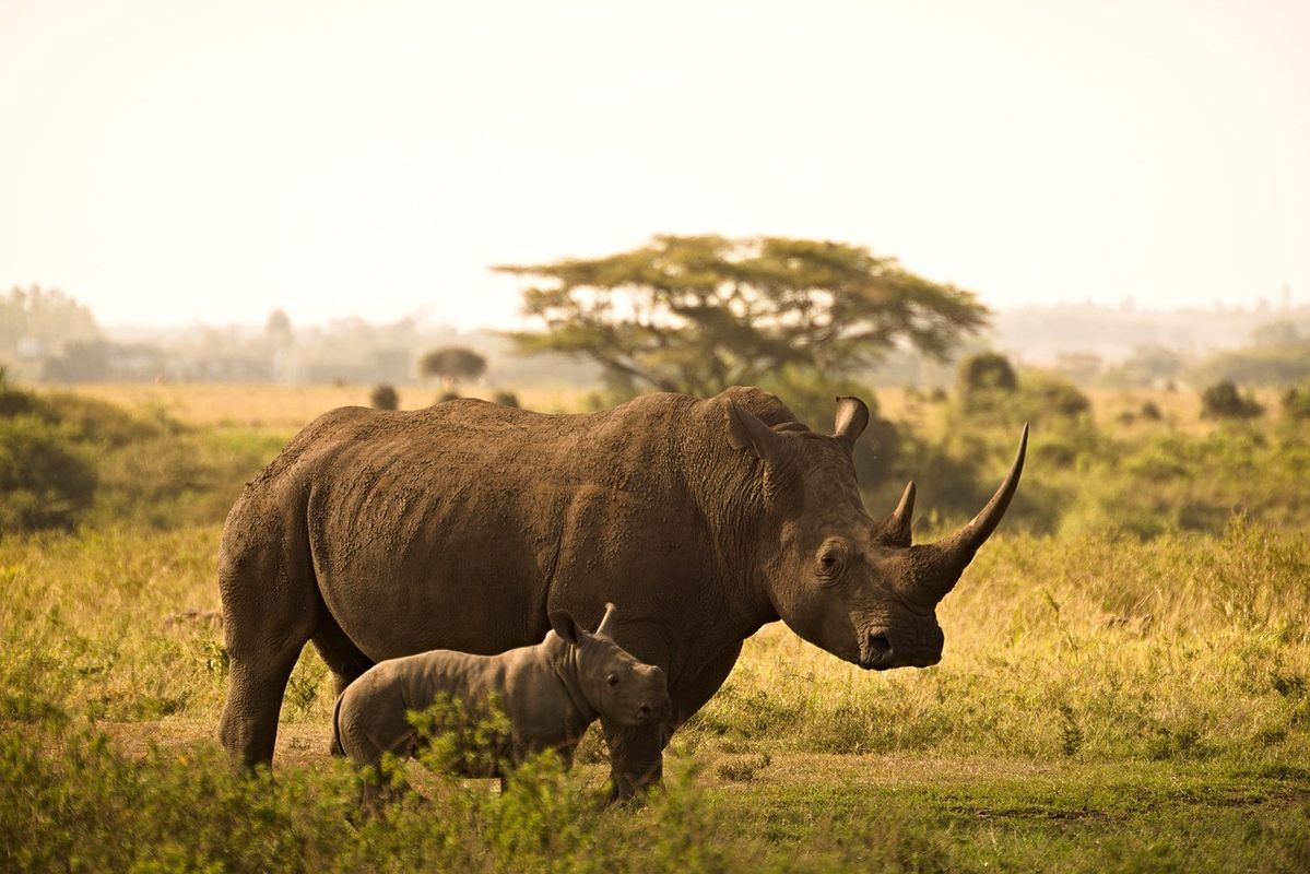 See Black Rhinos in Ngorongoro