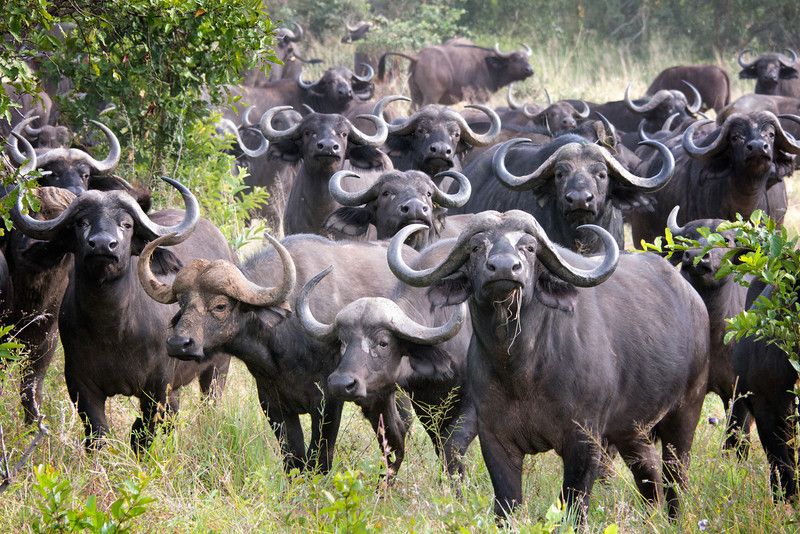 Katavi’s buffalo herds