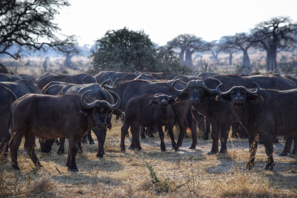 buffalo herds