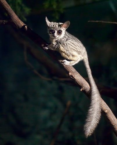 bushbabies in Uganda’s parks