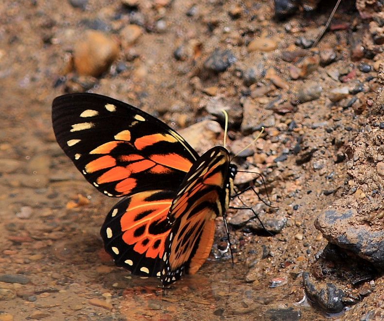 guided butterfly tours in Uganda