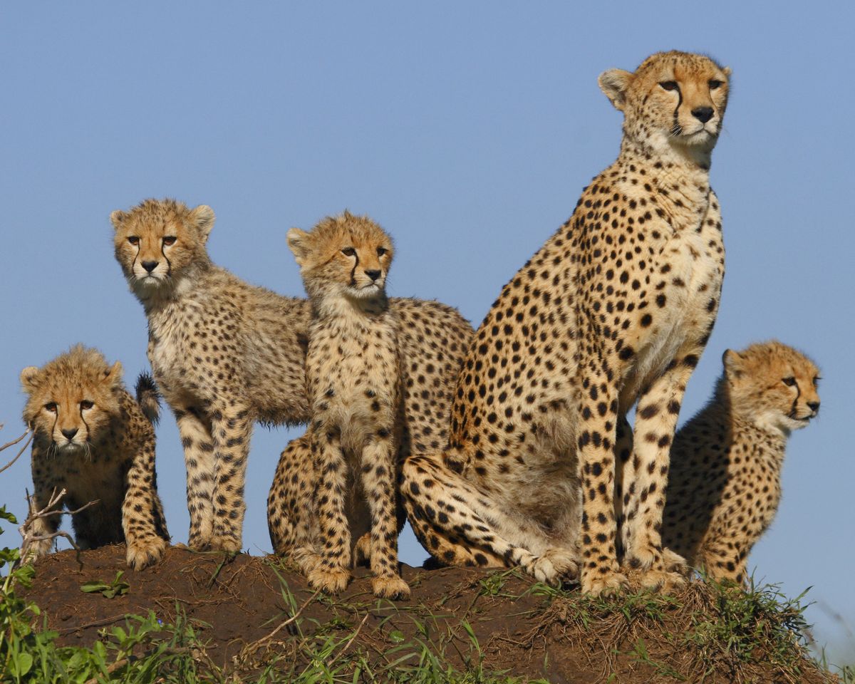 best park for cheetahs in Tanzania